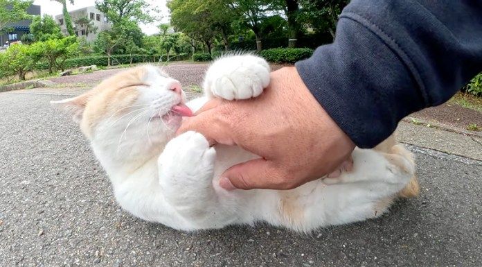 手をペロペロする猫さん