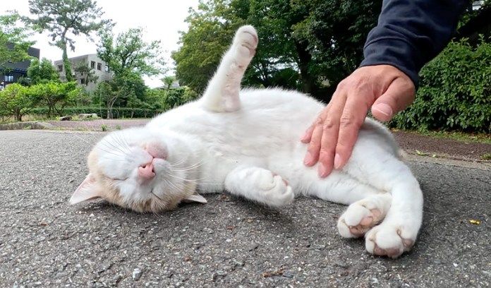 お腹を撫でられる猫さん