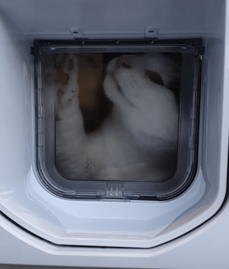え〜？出られにゃいよ？ 子猫、初めてのペットドアに挑戦！