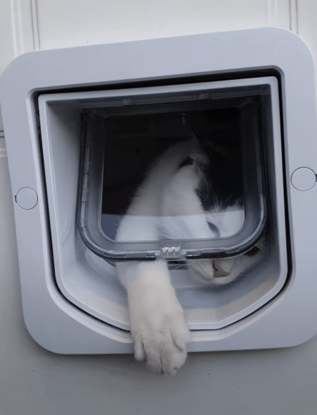 え〜？出られにゃいよ？ 子猫、初めてのペットドアに挑戦！