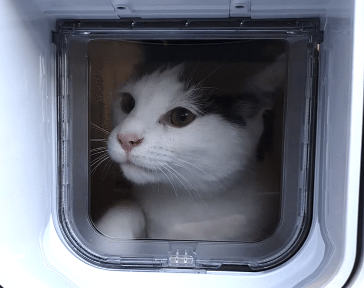 え〜？出られにゃいよ？ 子猫、初めてのペットドアに挑戦！