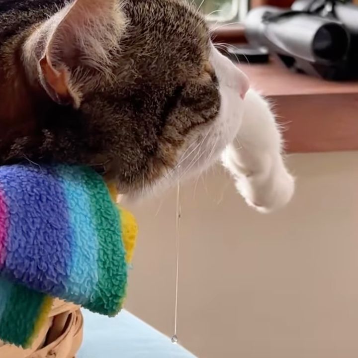 気持ちよくごはんの夢を見ている猫、一筋のよだれに視線が集まる