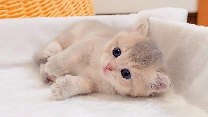 母親を待つ子猫