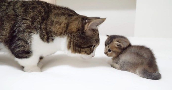 子猫の様子を見に来た父猫