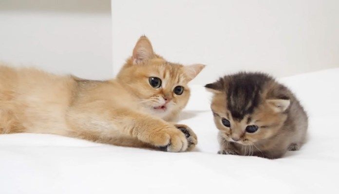 子猫にビックリする母猫
