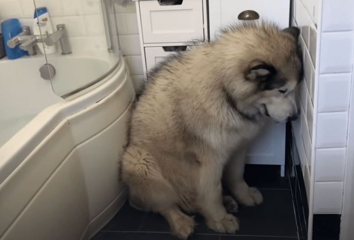 「嘘だろ、お風呂なんて」入浴が大嫌いな犬さん、赤ちゃんと猫が応援にきてくれたよ！