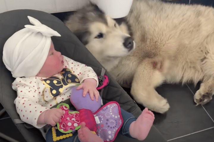 「嘘だろ、お風呂なんて」入浴が大嫌いな犬さん、赤ちゃんと猫が応援にきてくれたよ！