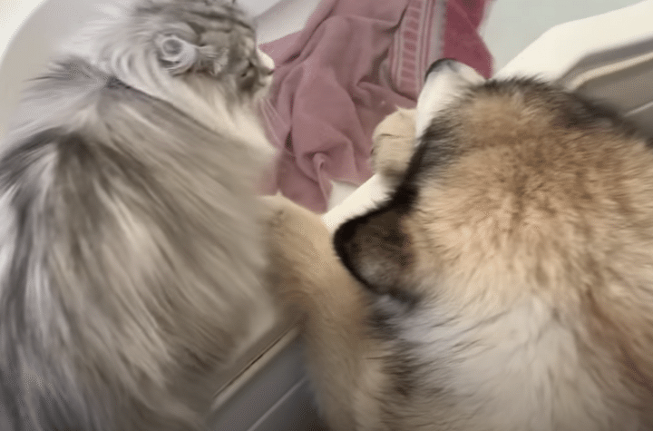 「嘘だろ、お風呂なんて」入浴が大嫌いな犬さん、赤ちゃんと猫が応援にきてくれたよ！