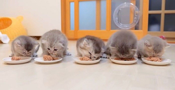 ご飯を食べる子猫達