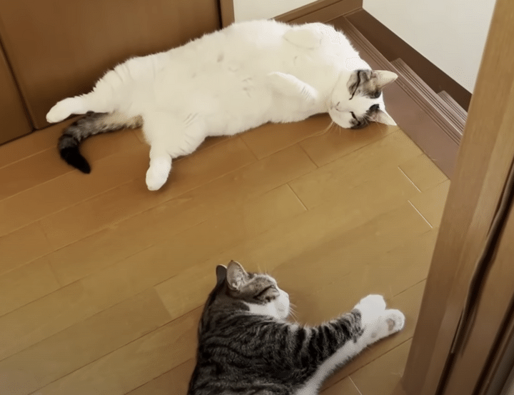 夏を感じるね。 猫が床に落ちている季節になりました！