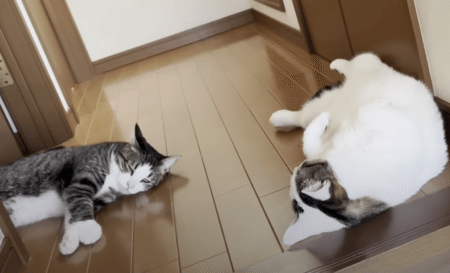 夏を感じるね。 猫が床に落ちている季節になりました！