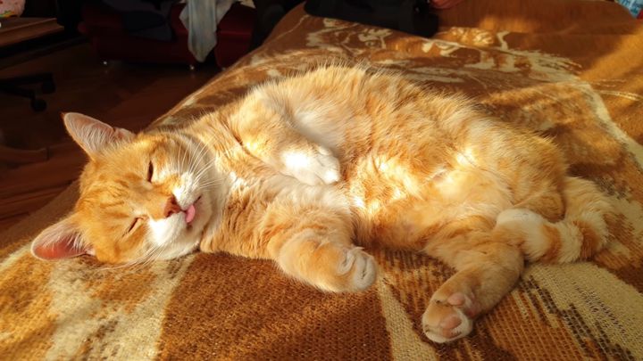 昼下がりの陽光を浴びお昼寝する猫、月初のやる気をすべて吸い込む