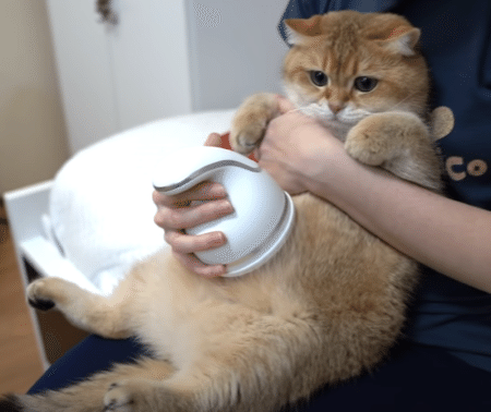 たぷたぷ猫さんのもちもちほっぺをマッサージ。