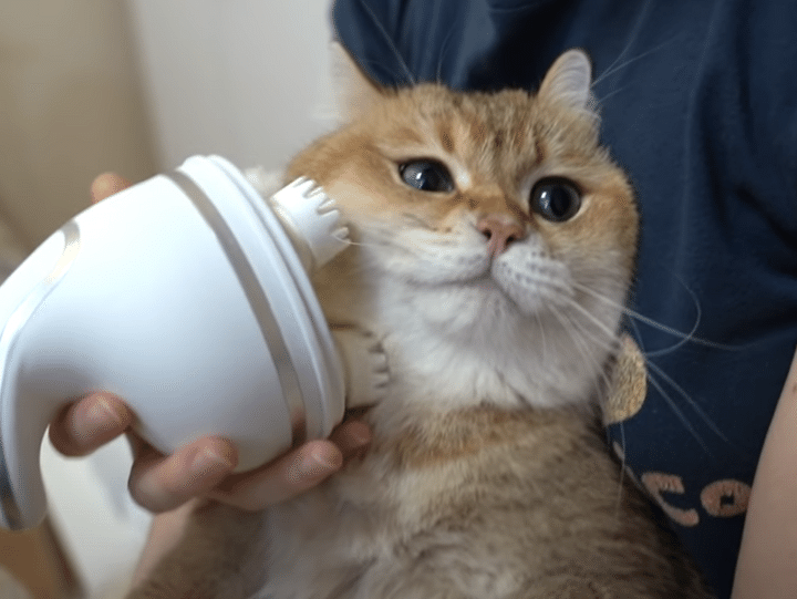 たぷたぷ猫さんのもちもちほっぺをマッサージ。