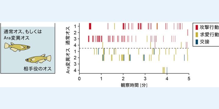 オスの男性ホルモンをバグらせると「オスに求愛し、メスに攻撃し始める」と判明！