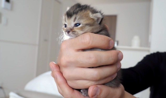 抱っこされる子猫