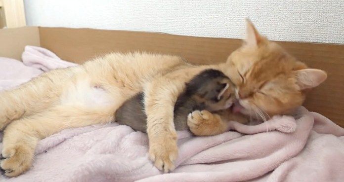 母猫に毛づくろいされる子猫