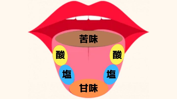 味覚地図としてよく使われている図。日本の研究者がうま味を発見した1980年代以降は舌の中央に「うま味」ゾーンが追加されていることがあります。しかし味覚地図が間違いであることは1970年代に行われた実験により明らかになっています。うま味ゾーンの話からも味覚地図が集団意識に強く根付いていることがわかります