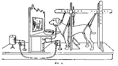 Yerkes, R. M., & Morgulis, S.（1909）1909年に出版されたパブロフの犬にかんして書かれた絵。パブロフと言えばこの実験だがパブロフは犬を使って他の実験も行っていました