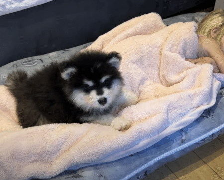 寝ている子どもから離れない子犬、そばにいるのが当たり前だもん♡