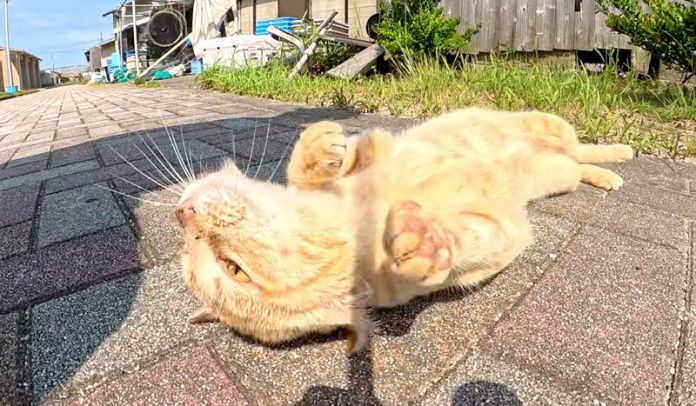 かまってアピールする猫