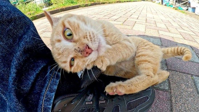 靴にしがみつく猫