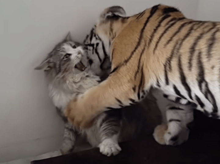 仲良し だよね？ じゃれ合っているトラと猫。