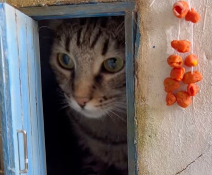 玄関の扉を開けたら猫の顔、精巧すぎる家のジオラマ
