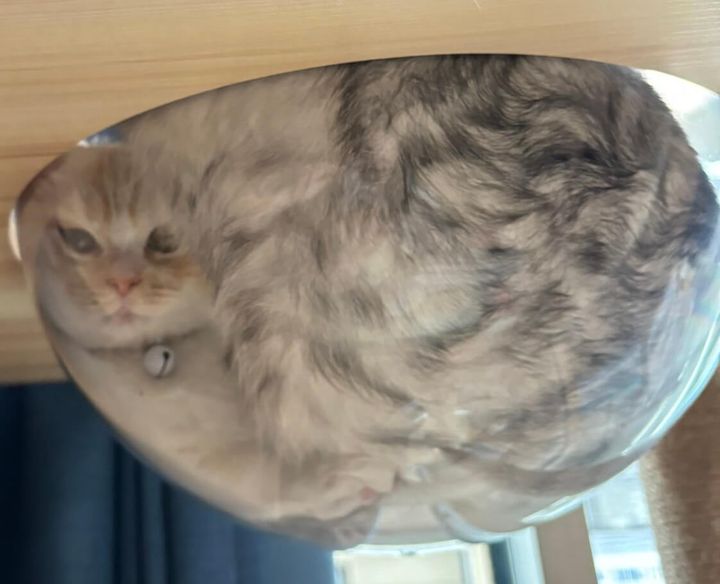 狭そうにクリアボウルに入っているきなこちゃん