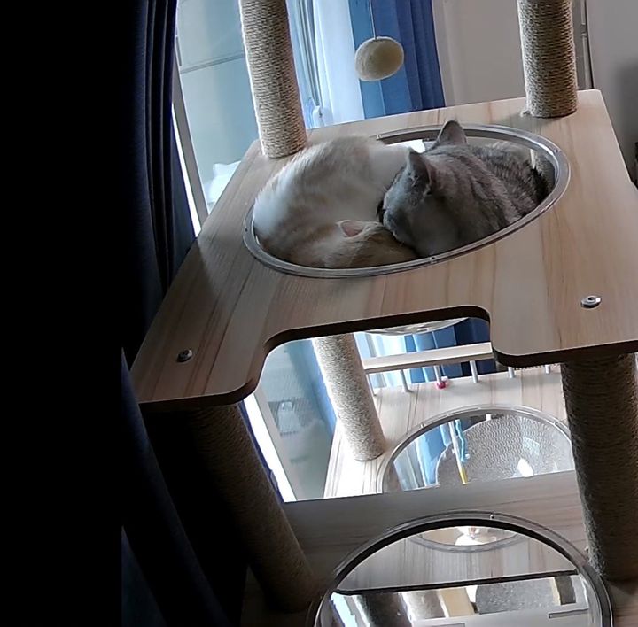 クリアボウルで仲良く寝ているコタロー君＆きなこちゃん