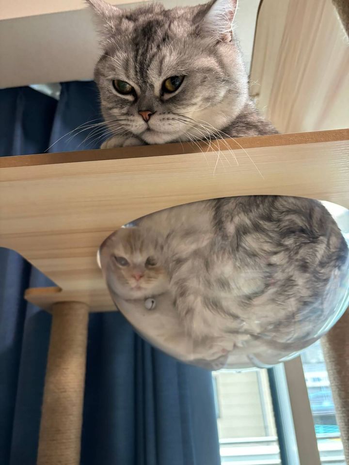 クリアボウルの中に無理やり入る2匹の猫ちゃん