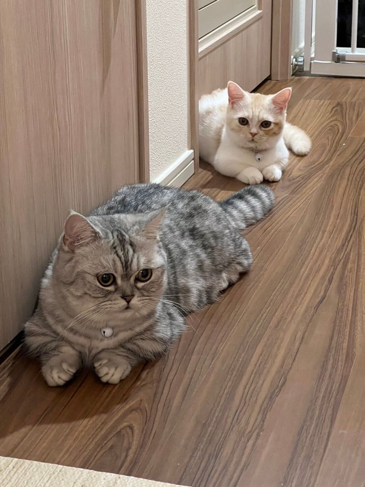 ミヌエットのコタロー君と、マンチカンのきなこちゃん