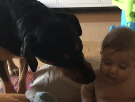 赤ちゃんとハイタッチしようとしたら、得意げに愛犬が手を伸ばしてきて