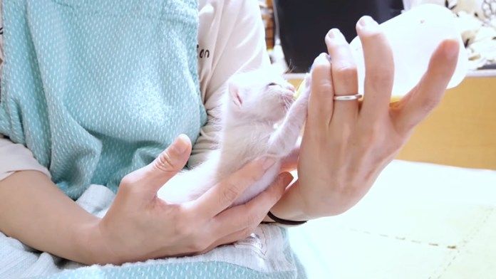 ミルクを飲む子猫