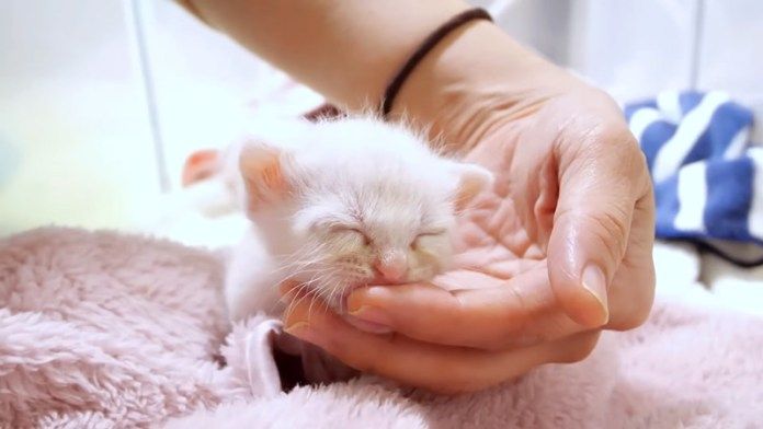 指に吸い付く子猫