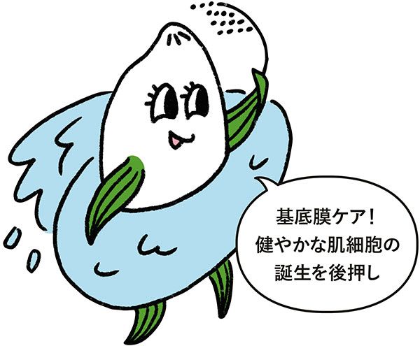 ライスパワー®No.11 イラスト 「基底膜ケア！ 健やかな肌細胞の誕生を後押し」