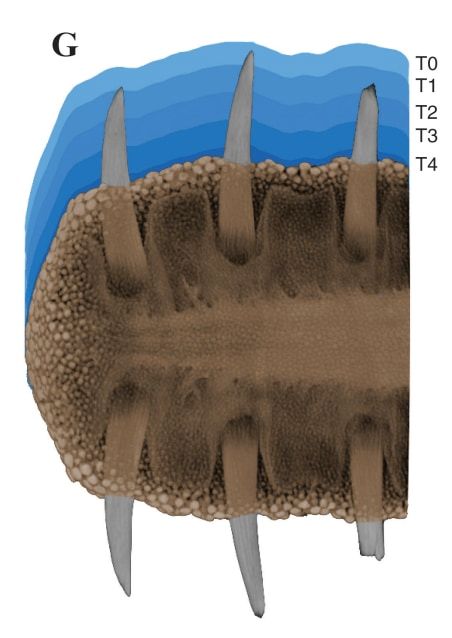 鞘組織が段階を追って剥がれていく様子（青色）