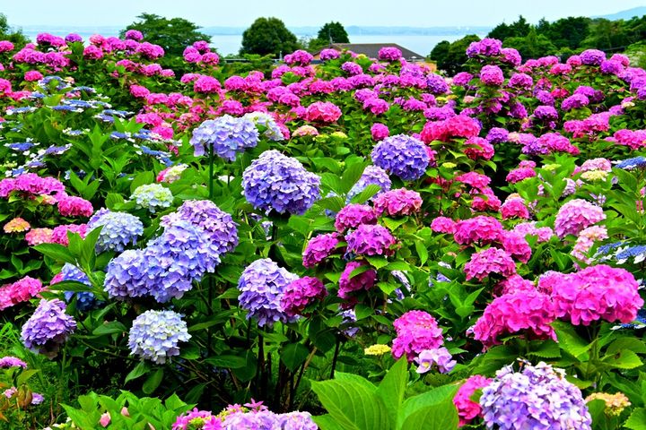 2024年6月、12星座ごとの運勢と開運アドバイス