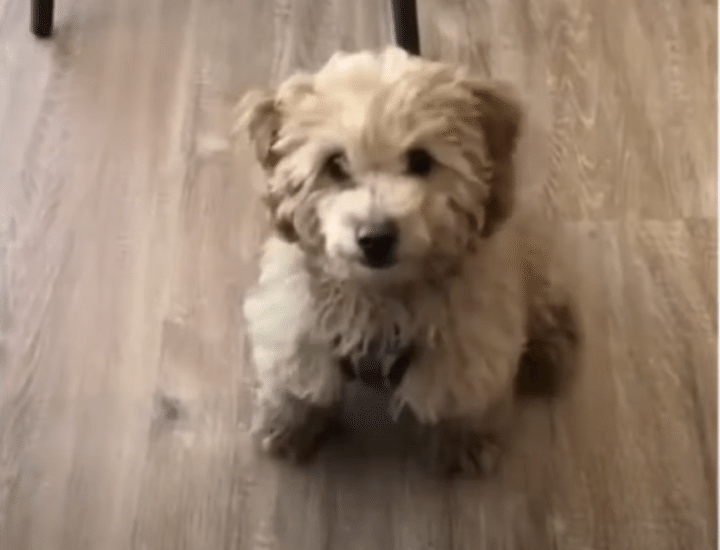 やる気マンマンです！お座りの勢いがすごい犬さん。