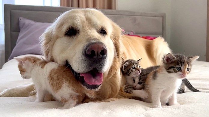 一緒に過ごす犬と子猫達