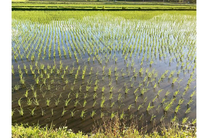 【二十四節気】6月5日「芒種」ってどんな日？