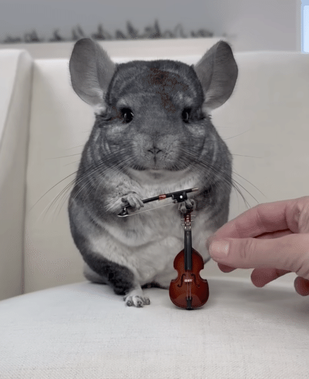 チンチラは物を持つのが得意なんだよ！ 音楽家になりきってみた。