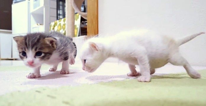 歩き回る子猫達