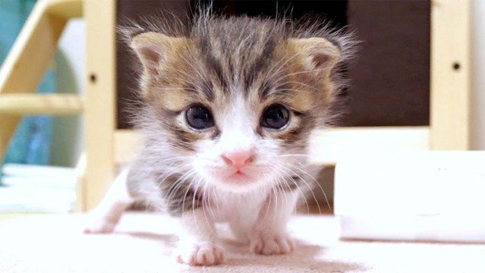 突進してくる子猫