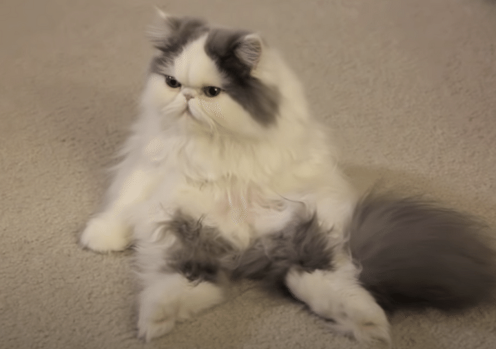 怒ってるの？ 険しい顔のフワフワ猫さん、座り方も表情も人間っぽい。