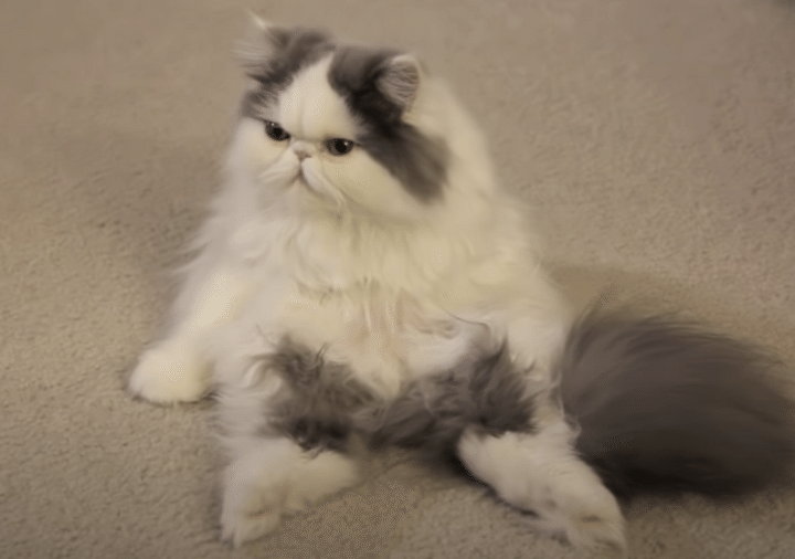 怒ってるの？ 険しい顔のフワフワ猫さん、座り方も表情も人間っぽい。