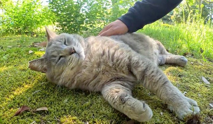 撫でられる猫