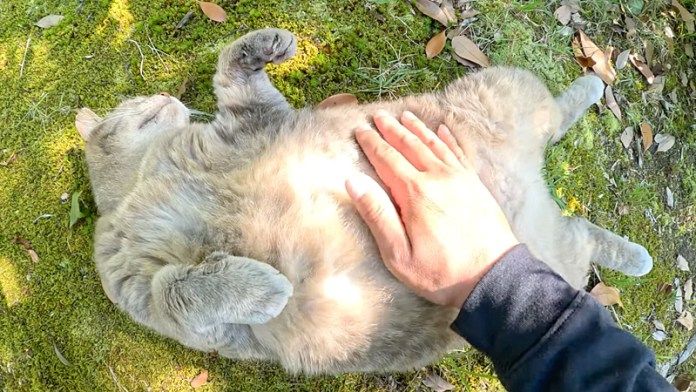お腹を撫でられる猫