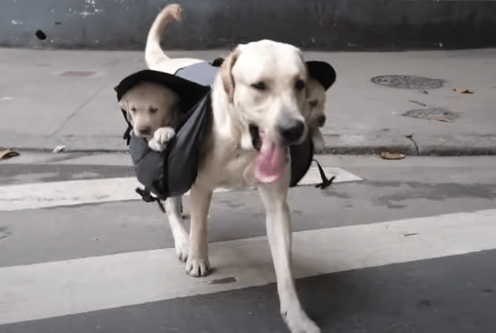 犬用のリュック？子犬たちを背負って散歩するママわんこ。