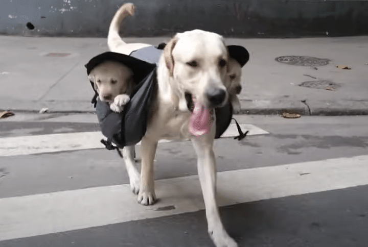 犬用のリュック？子犬たちを背負って散歩するママわんこ。